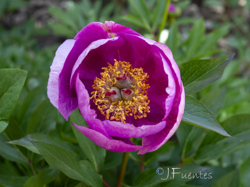 Paeonia broteri.10