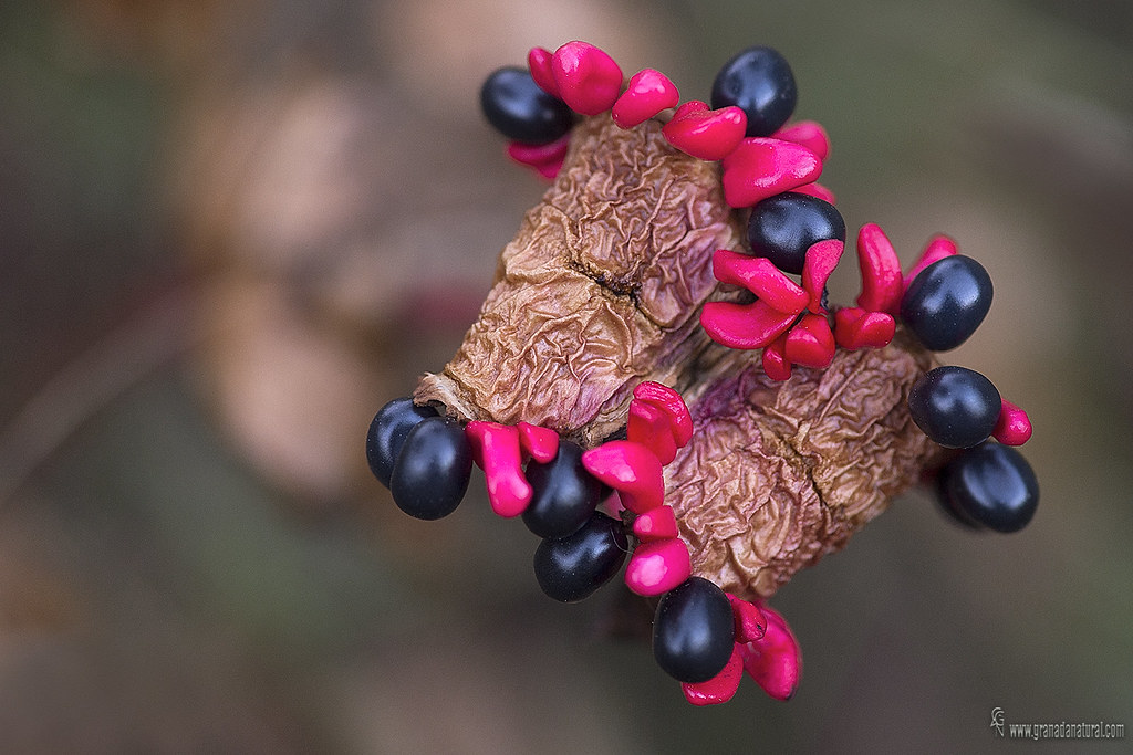 Paeonia coriacea
