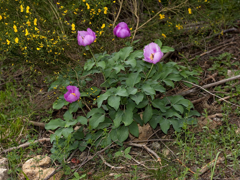 Paeonia coriacea.01
