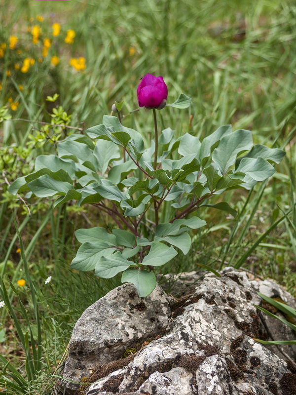 Paeonia coriacea.02