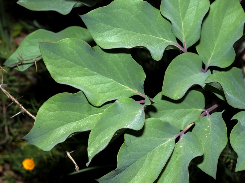 Paeonia coriacea.05