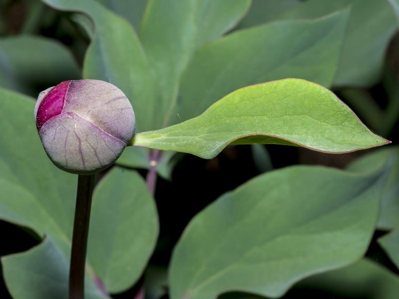 Paeonia coriacea.07