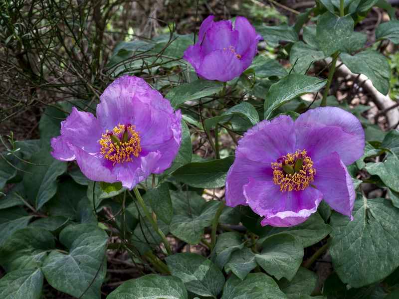 Paeonia coriacea.08