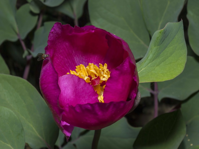 Paeonia coriacea.14
