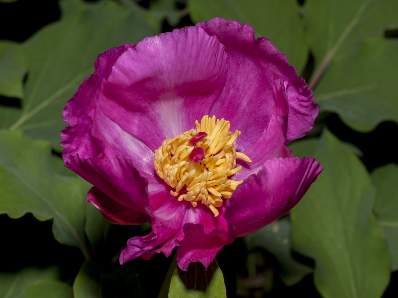 Paeonia coriacea.16
