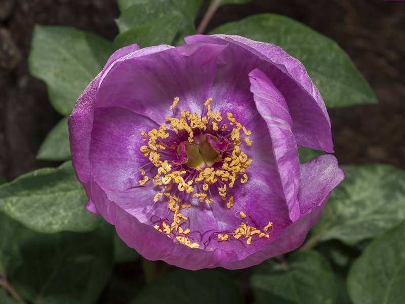 Paeonia coriacea.20