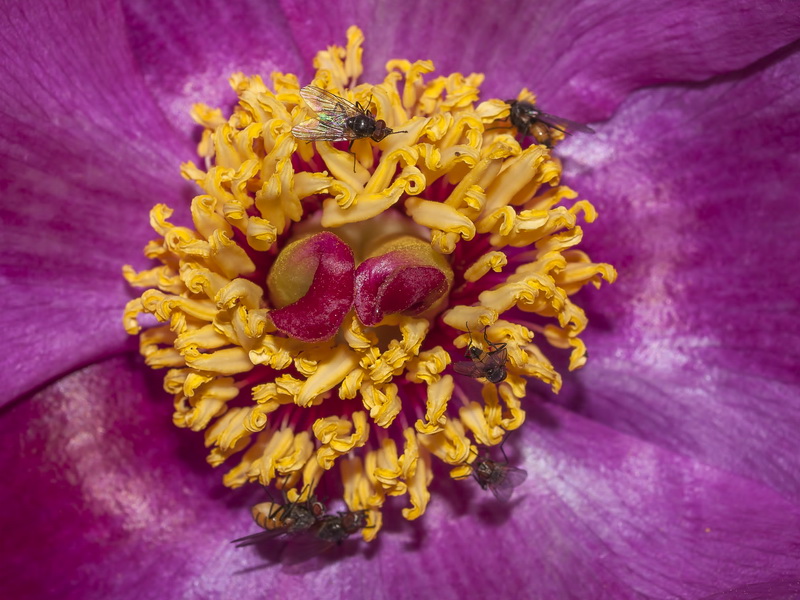 Paeonia coriacea.26