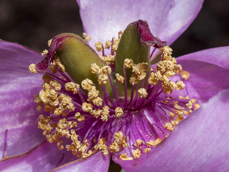Paeonia coriacea.30