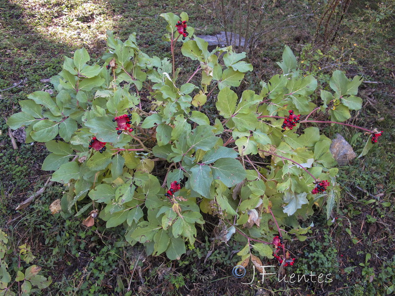 Paeonia coriacea.34