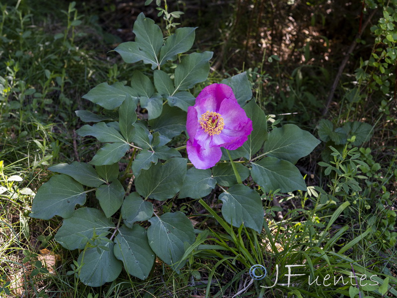Paeonia coriacea.31