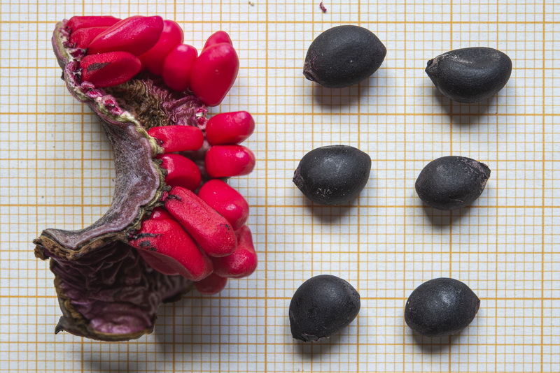 Paeonia coriacea