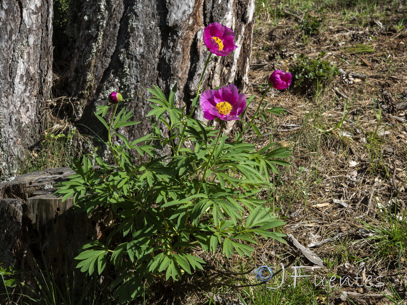 Paeonia officinalis microcarpa.01