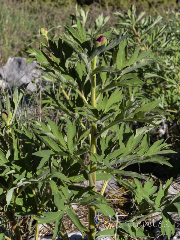 Paeonia officinalis microcarpa.04