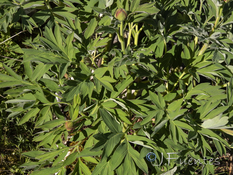 Paeonia officinalis microcarpa.06