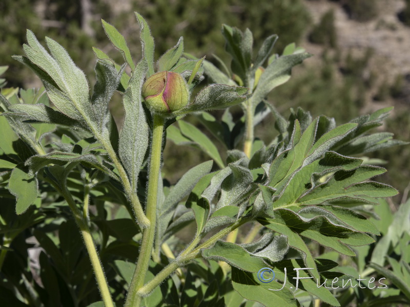 Paeonia officinalis microcarpa.07