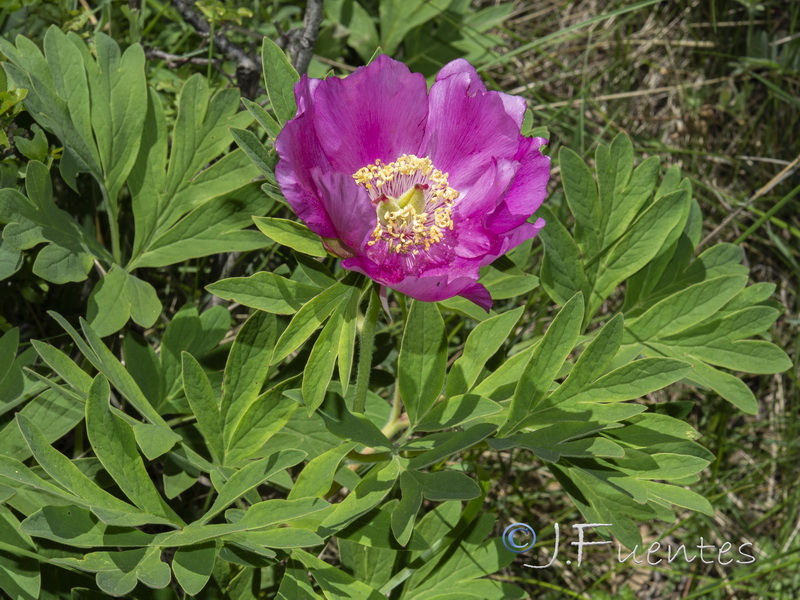 Paeonia officinalis microcarpa.08