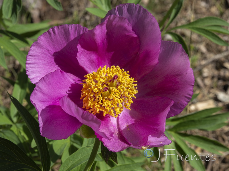 Paeonia officinalis microcarpa.09