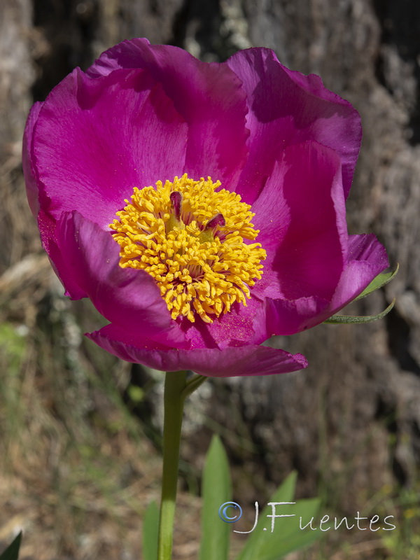 Paeonia officinalis microcarpa.10