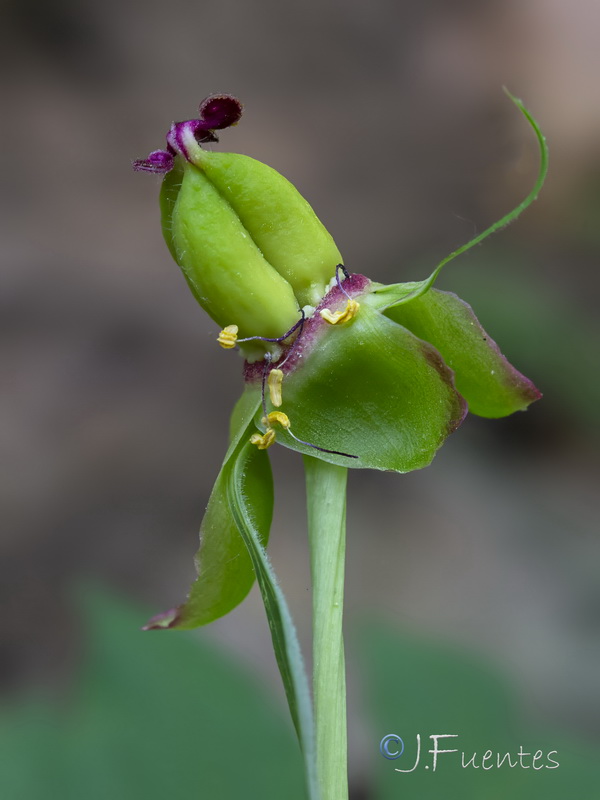 Paeonia officinalis microcarpa.16
