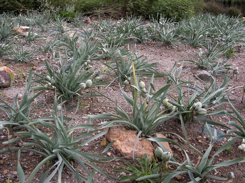 Pancratium maritimum.04