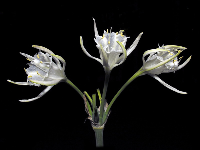 Pancratium maritimum.06