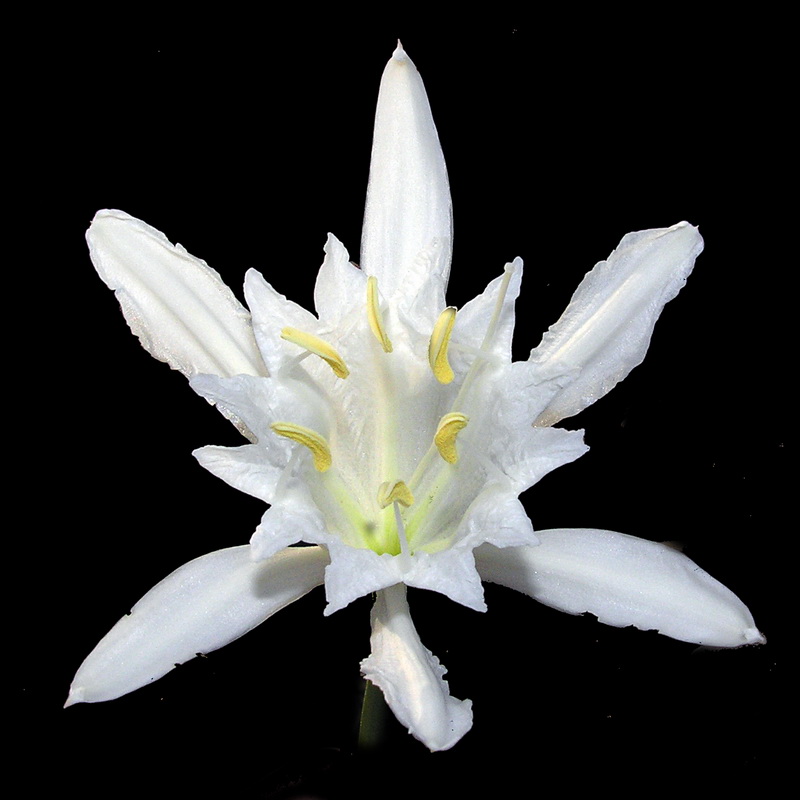 Pancratium maritimum.10