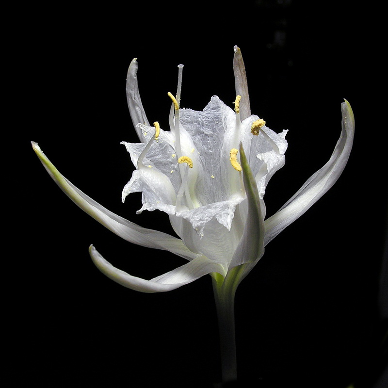 Pancratium maritimum.11