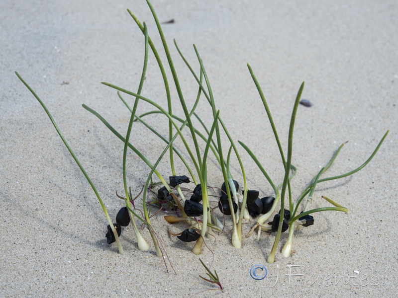 Pancratium maritimum.20