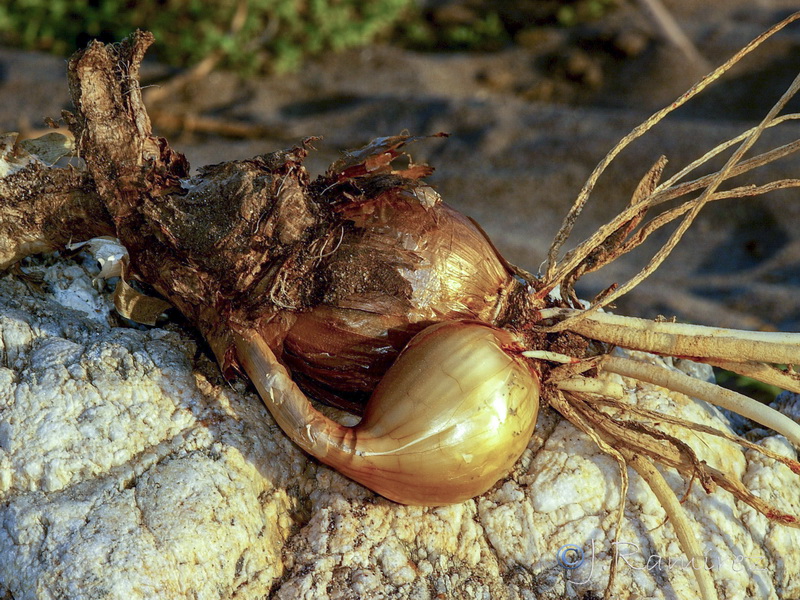 Pancratium maritimum.21