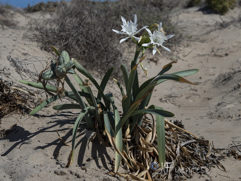 Pancratium maritimum.18