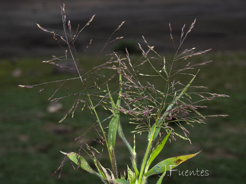 Panicum capillare capillare.01