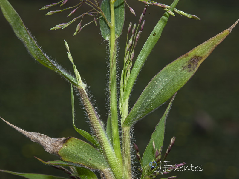 Panicum capillare capillare.02