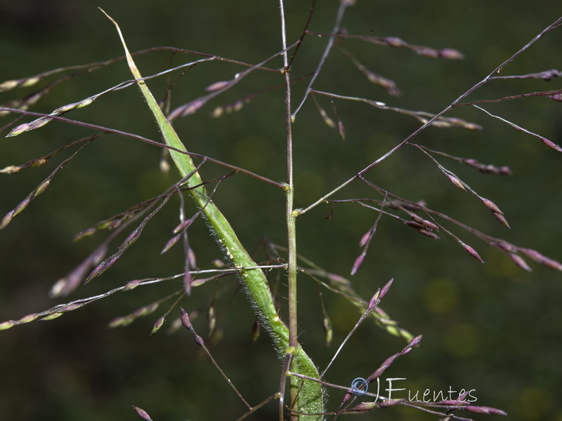 Panicum capillare capillare.03