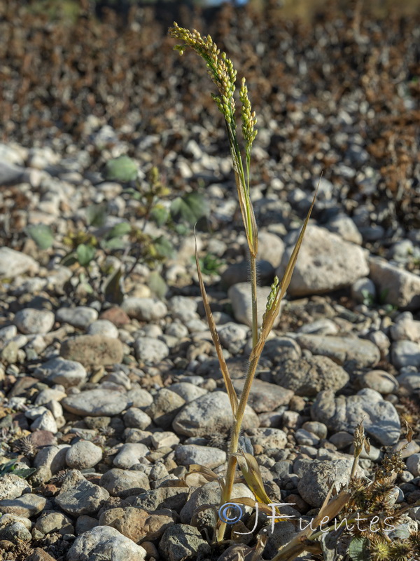 Panicum miliaceum.01