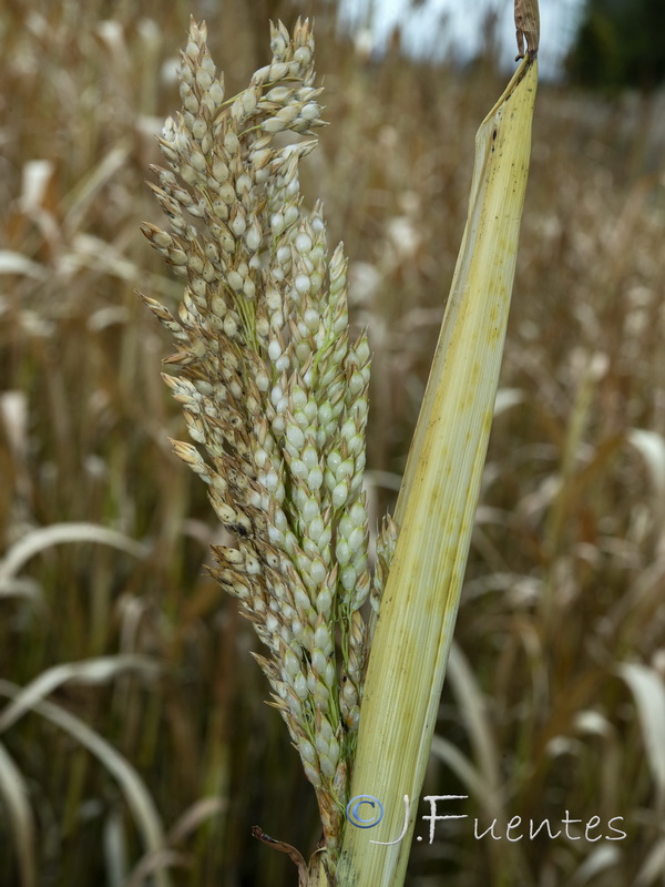 Panicum miliaceum.03