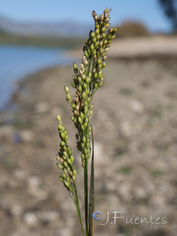 Panicum miliaceum.04