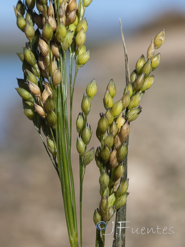 Panicum miliaceum.05