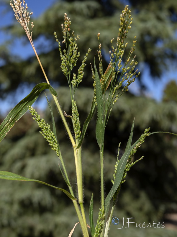 Panicum miliaceum miliaceum.06