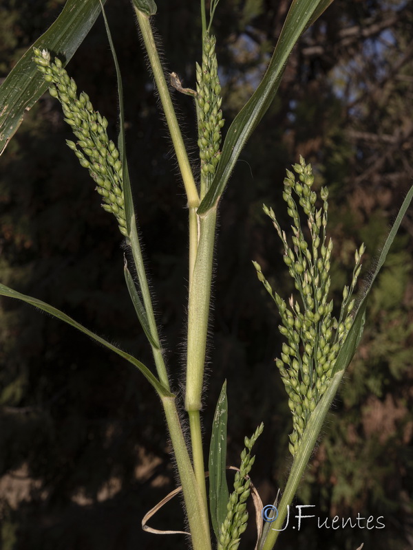 Panicum miliaceum miliaceum.08