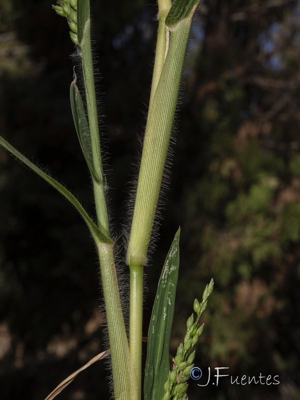 Panicum miliaceum miliaceum.09