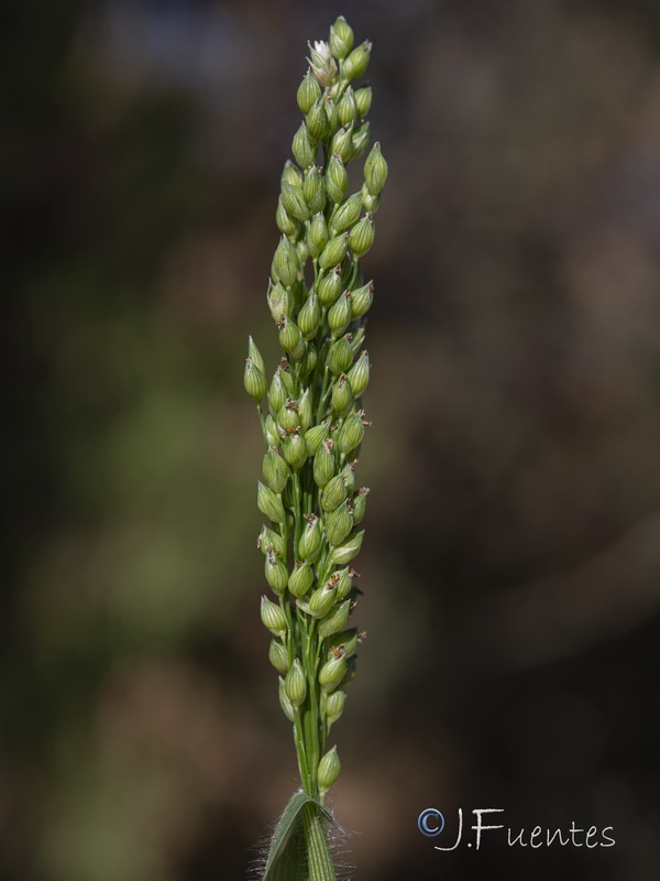 Panicum miliaceum miliaceum.12