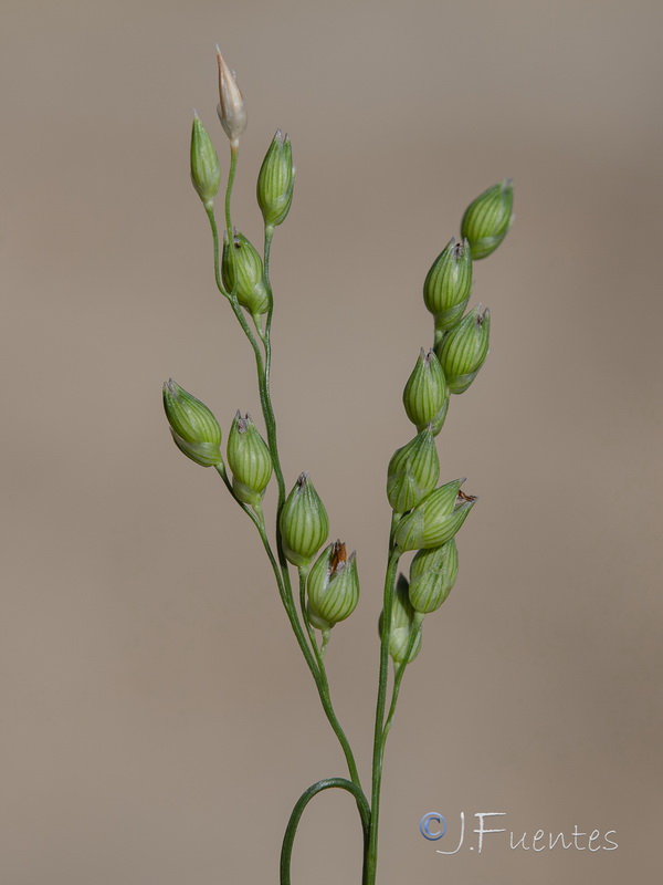 Panicum miliaceum miliaceum.14