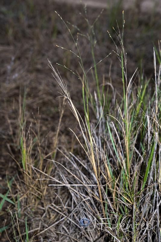 Panicum repens.01