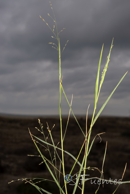 Panicum repens.02