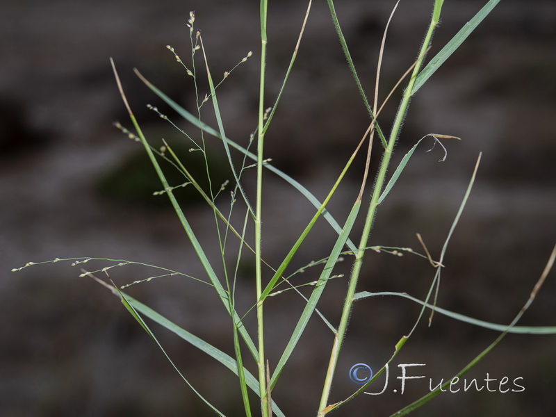 Panicum repens.03