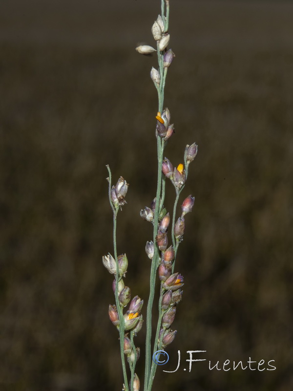 Panicum repens.04