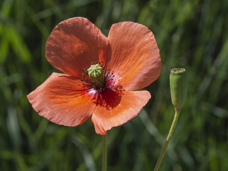 Papaver dubium.03