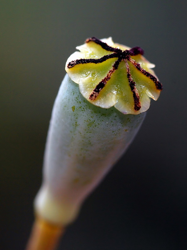Papaver dubium.12