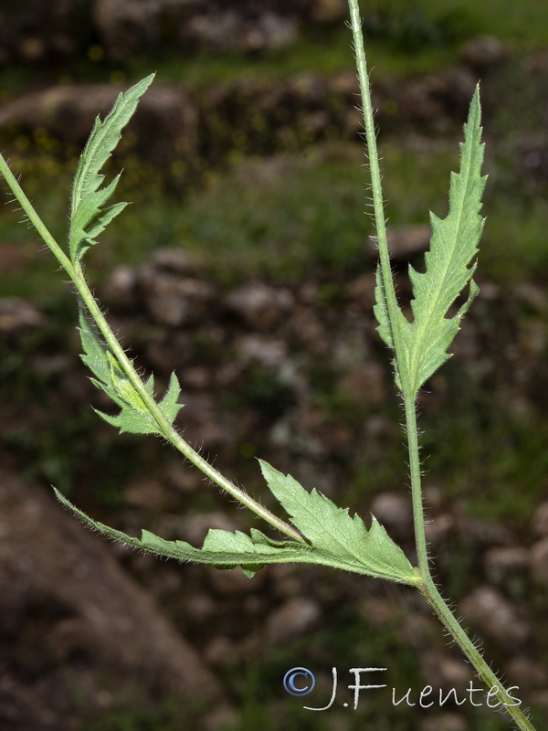 Papaver dubium.14