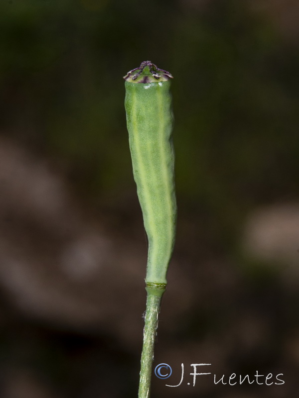 Papaver dubium.17